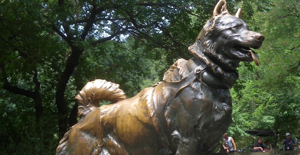 Cursa vieții: 127 de ore, 150 de căței, 20 de ”mushersi” și 1.085 km parcurși! 1 header caine