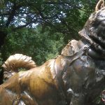 Cursa vieții: 127 de ore, 150 de căței, 20 de ”mushersi” și 1.085 km parcurși!